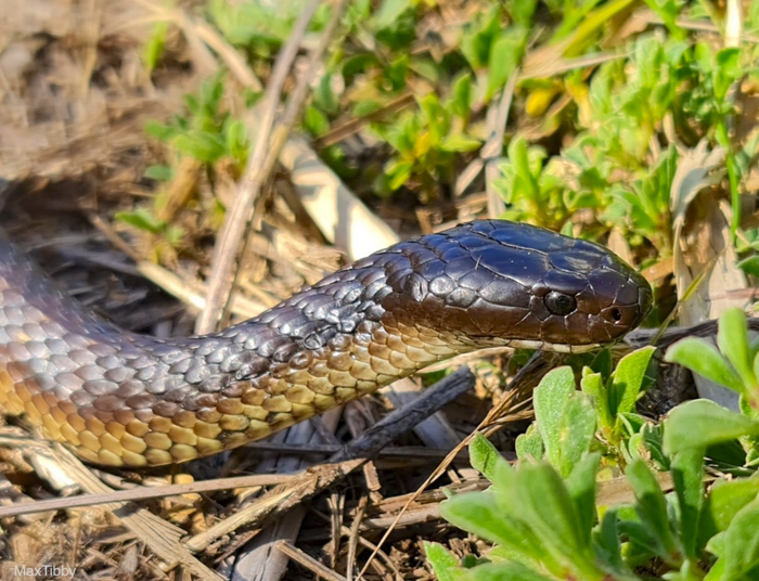 Island tiger snakes’ skulls adapt to eat larg EurekAlert!