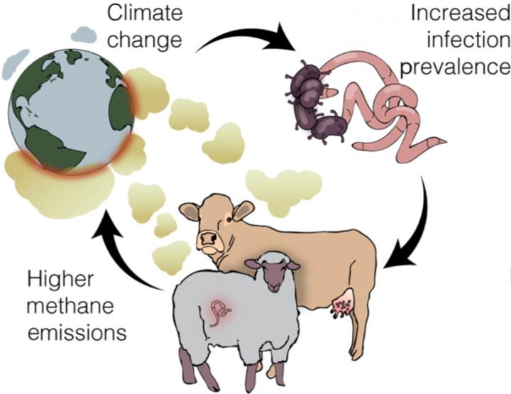 Sicker livestock may increase climate woes EurekAlert!