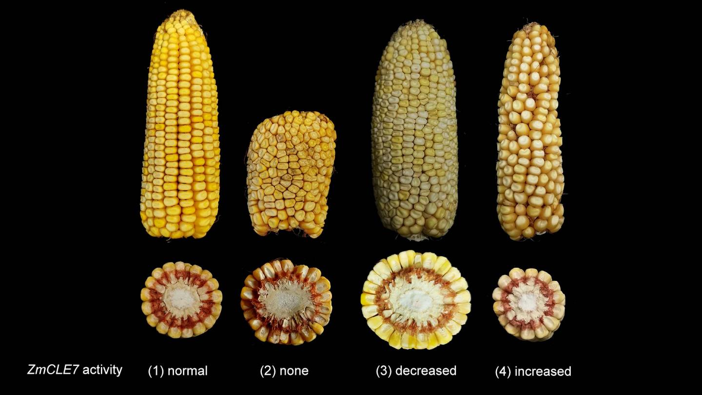 Maize Ear Sizes [IMAGE] EurekAlert! Science News Releases