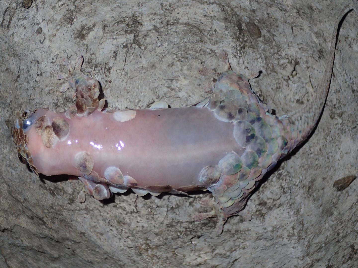 FishScale Geckos Have Sheddab [IMAGE] EurekAlert! Science News Releases