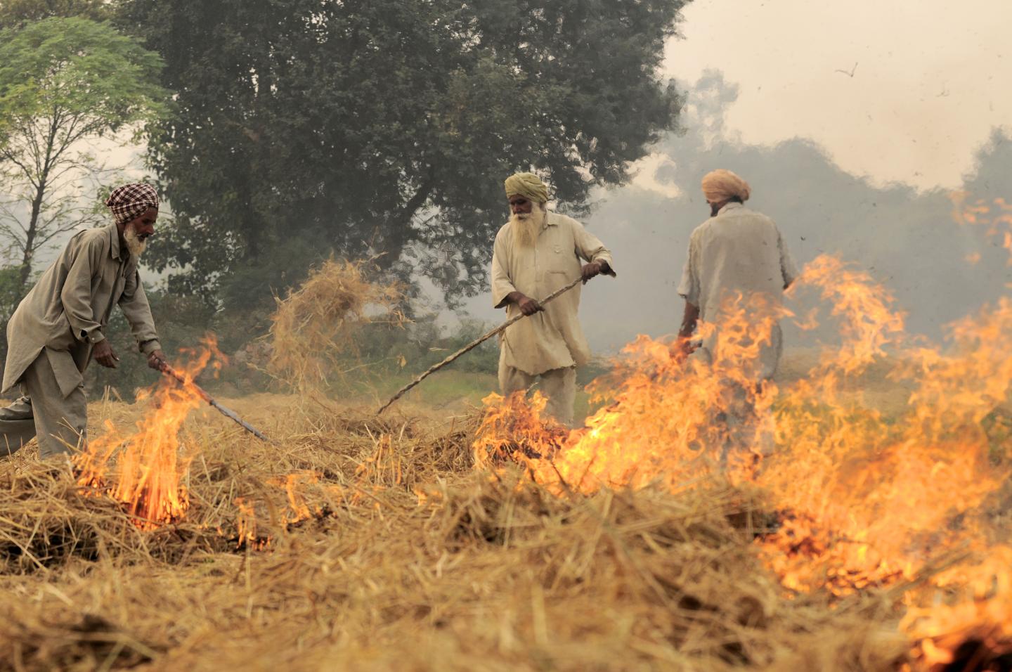 Alternatives to burning can increase Indian f EurekAlert!