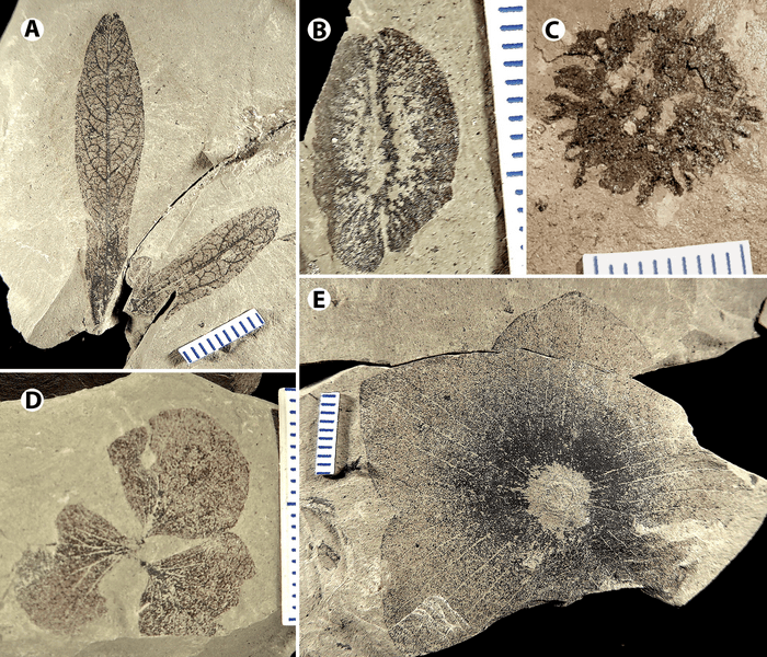 Plant fossils [IMAGE] EurekAlert! Science News Releases