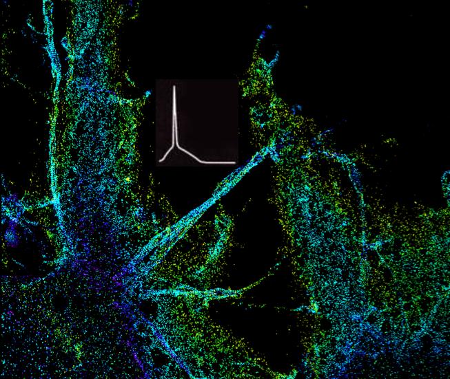 Nerve Cells Communicate by Ele [IMAGE] | EurekAlert! Science News Releases