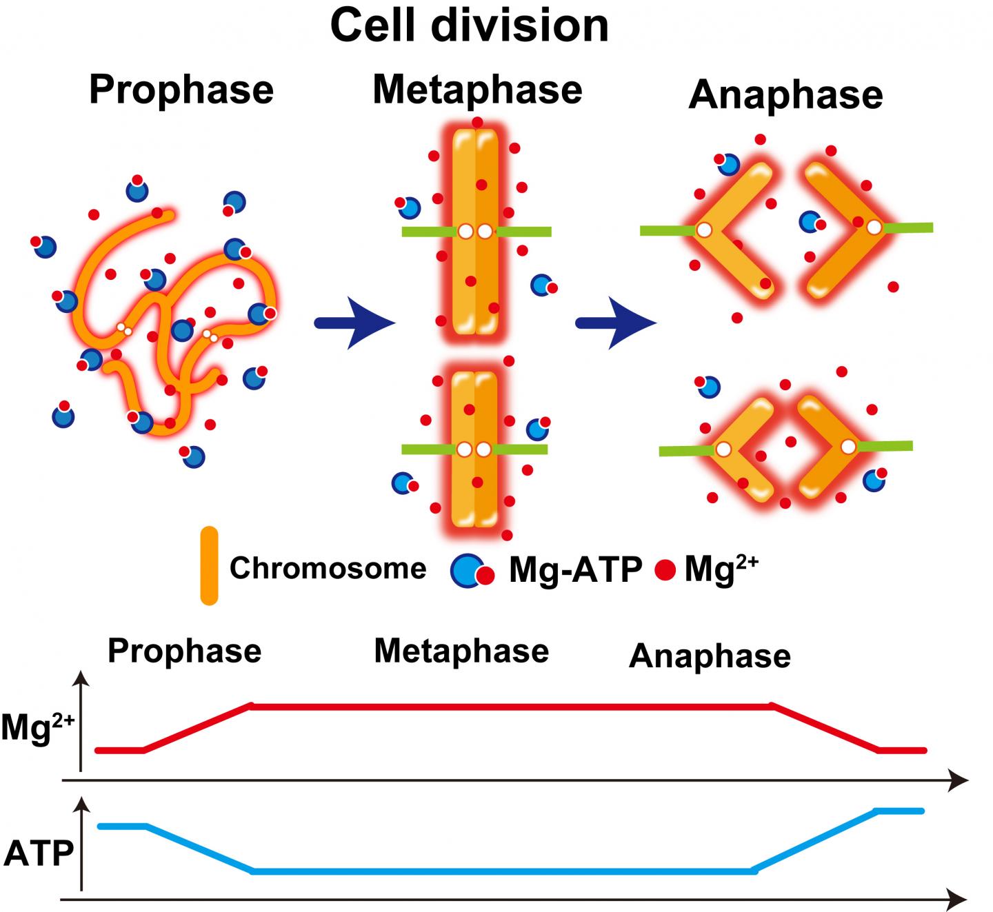 Magnesium makes chromosomes EurekAlert!