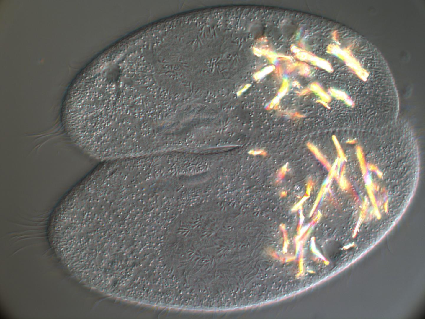 Ciliates Paramecium aurelia fo [IMAGE] EurekAlert! Science News Releases
