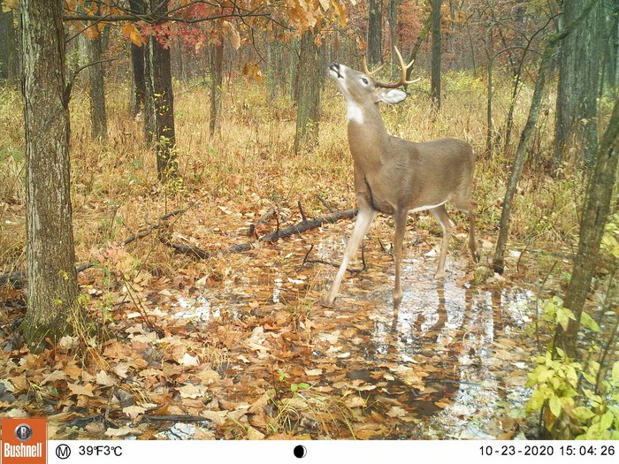 Deer in Chicago, IL [IMAGE] EurekAlert! Science News Releases