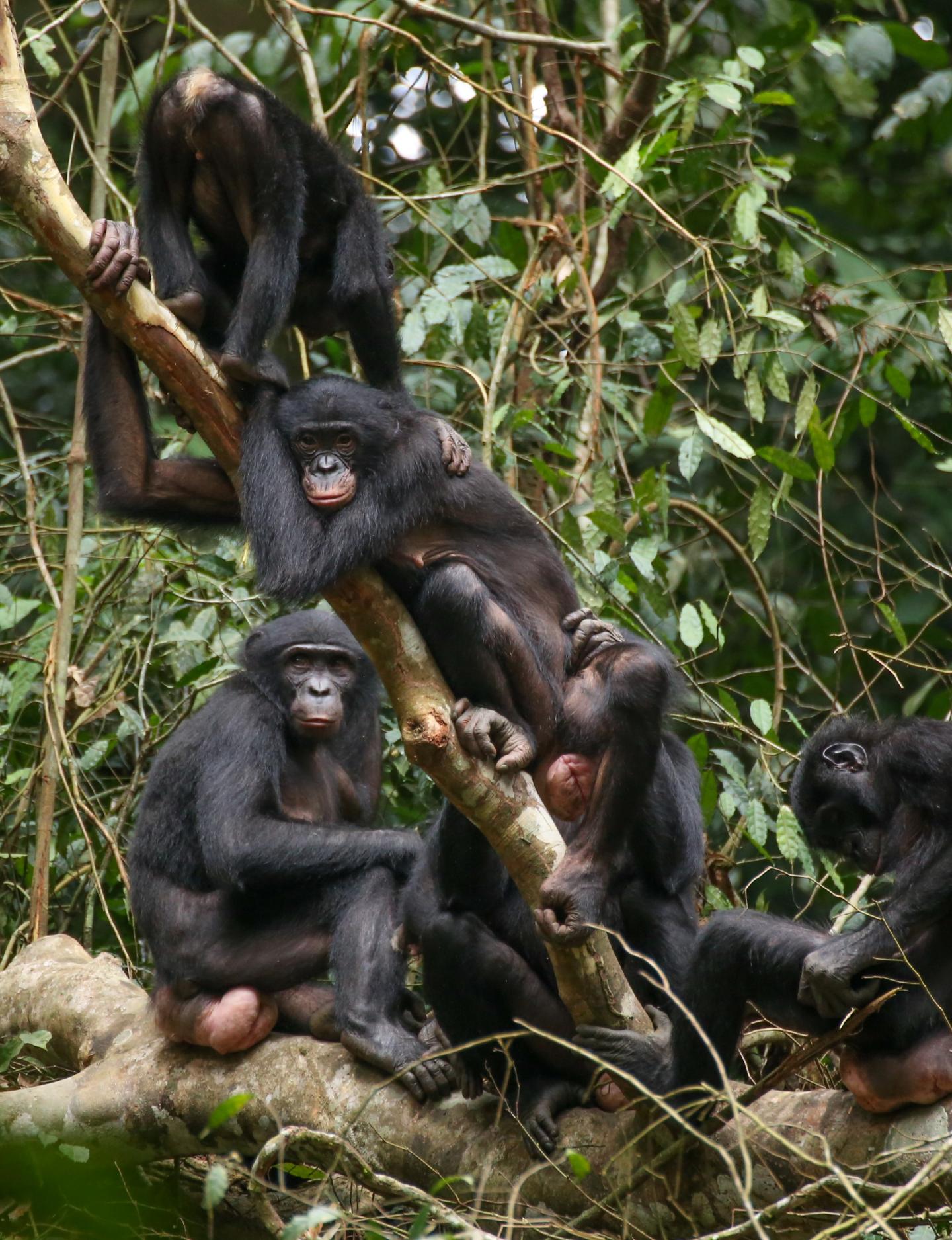 Female Bonobos at Wamba, Democ [IMAGE] EurekAlert! Science News Releases