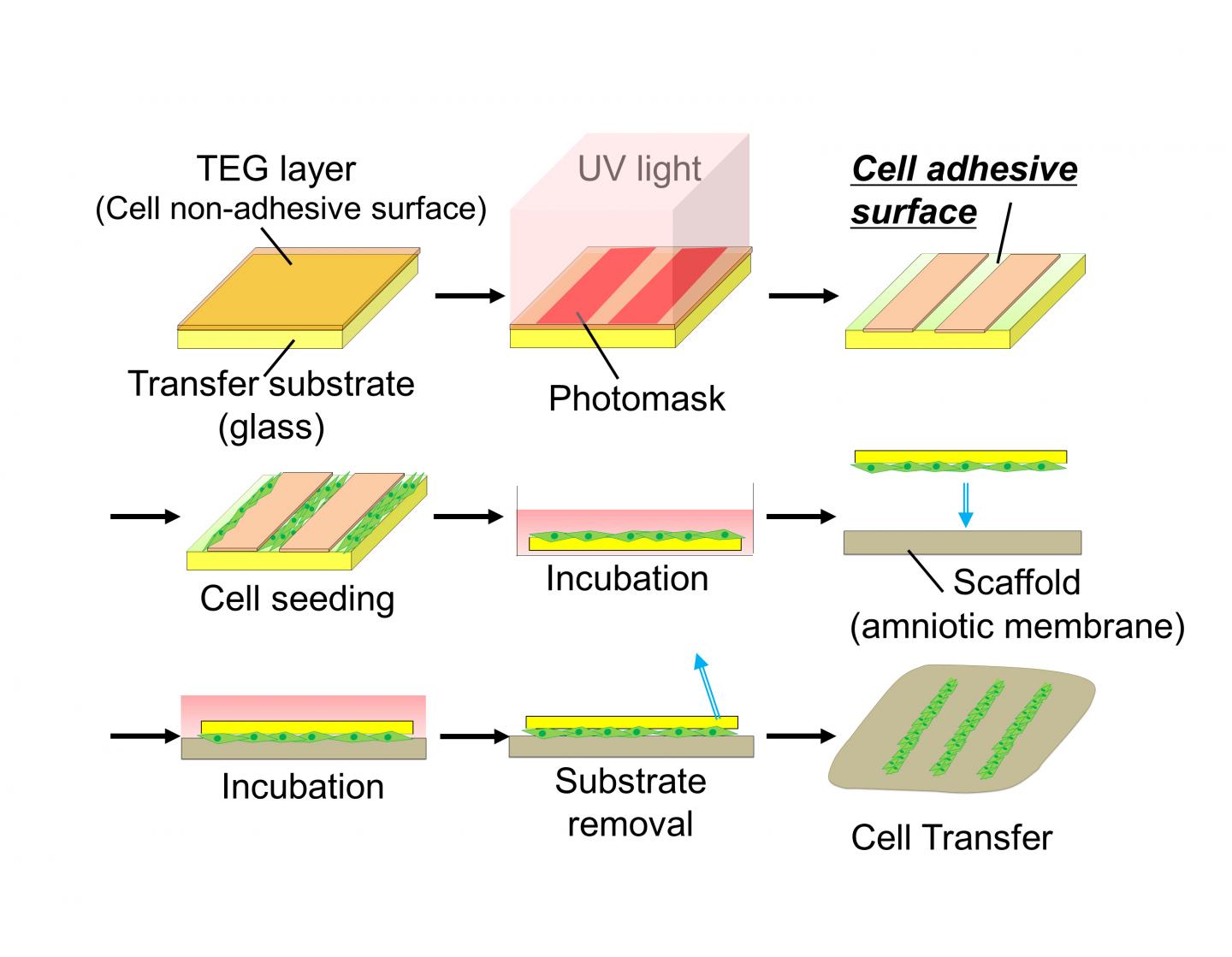 Schematic Diagram of Cell Tran [IMAGE] | EurekAlert! Science News Releases