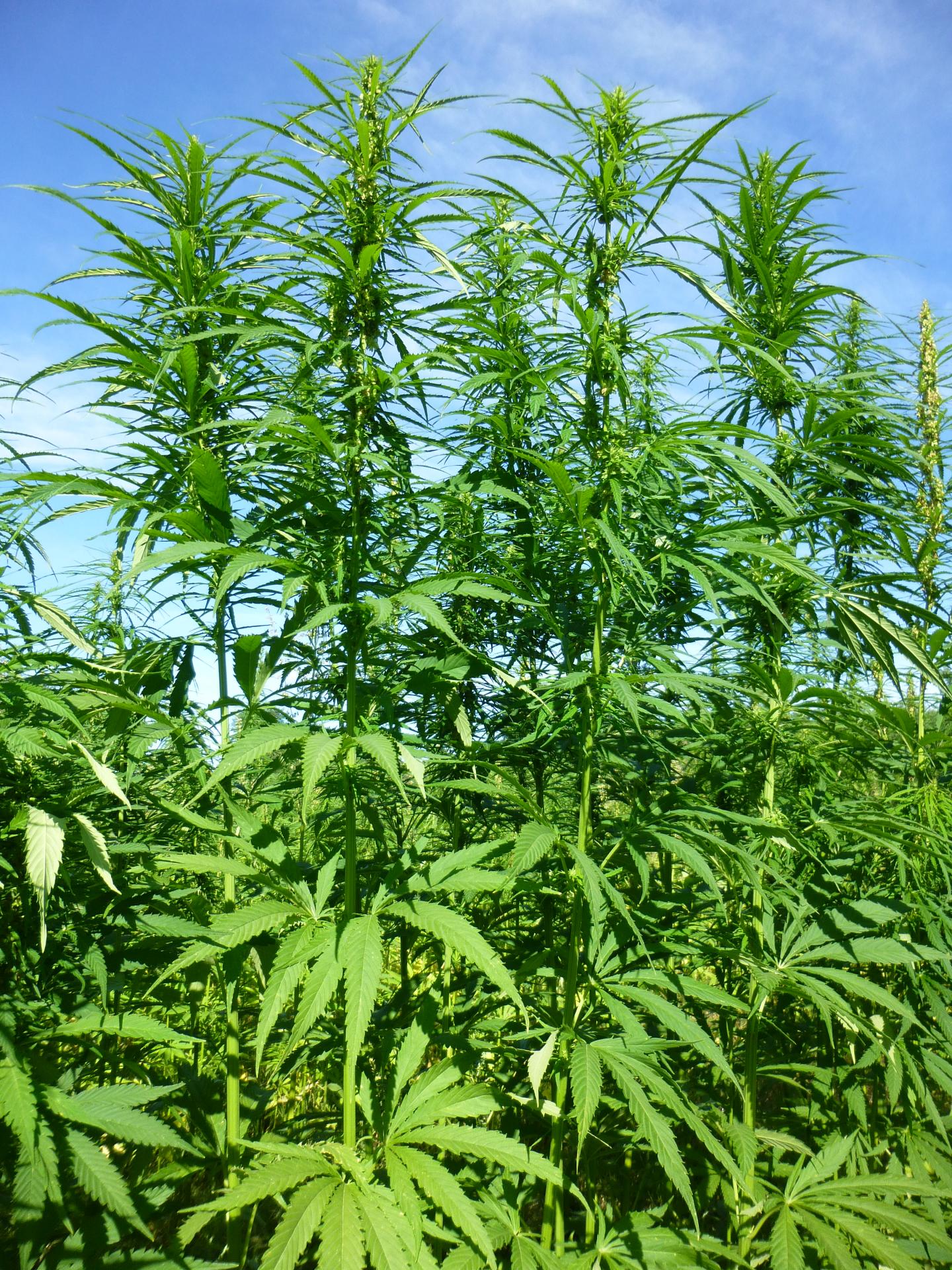 Industrial Hemp Field [IMAGE] EurekAlert! Science News Releases