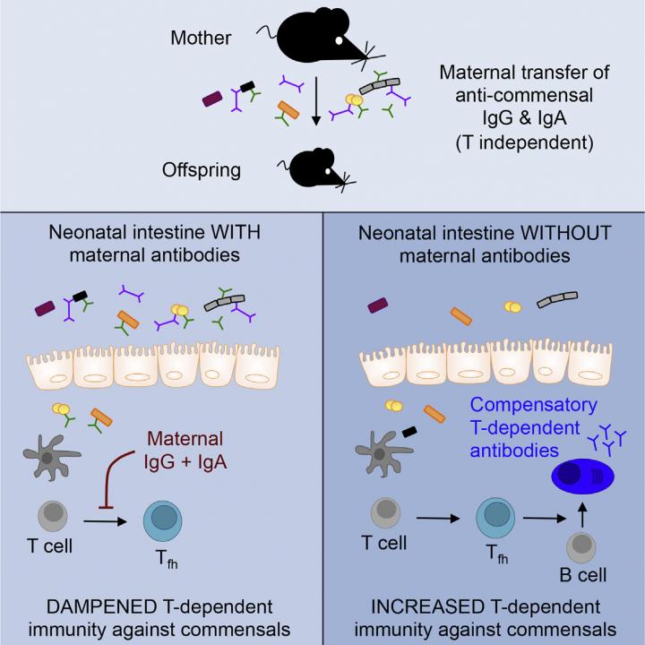 Antibodies in breast milk help newborn mice t EurekAlert!