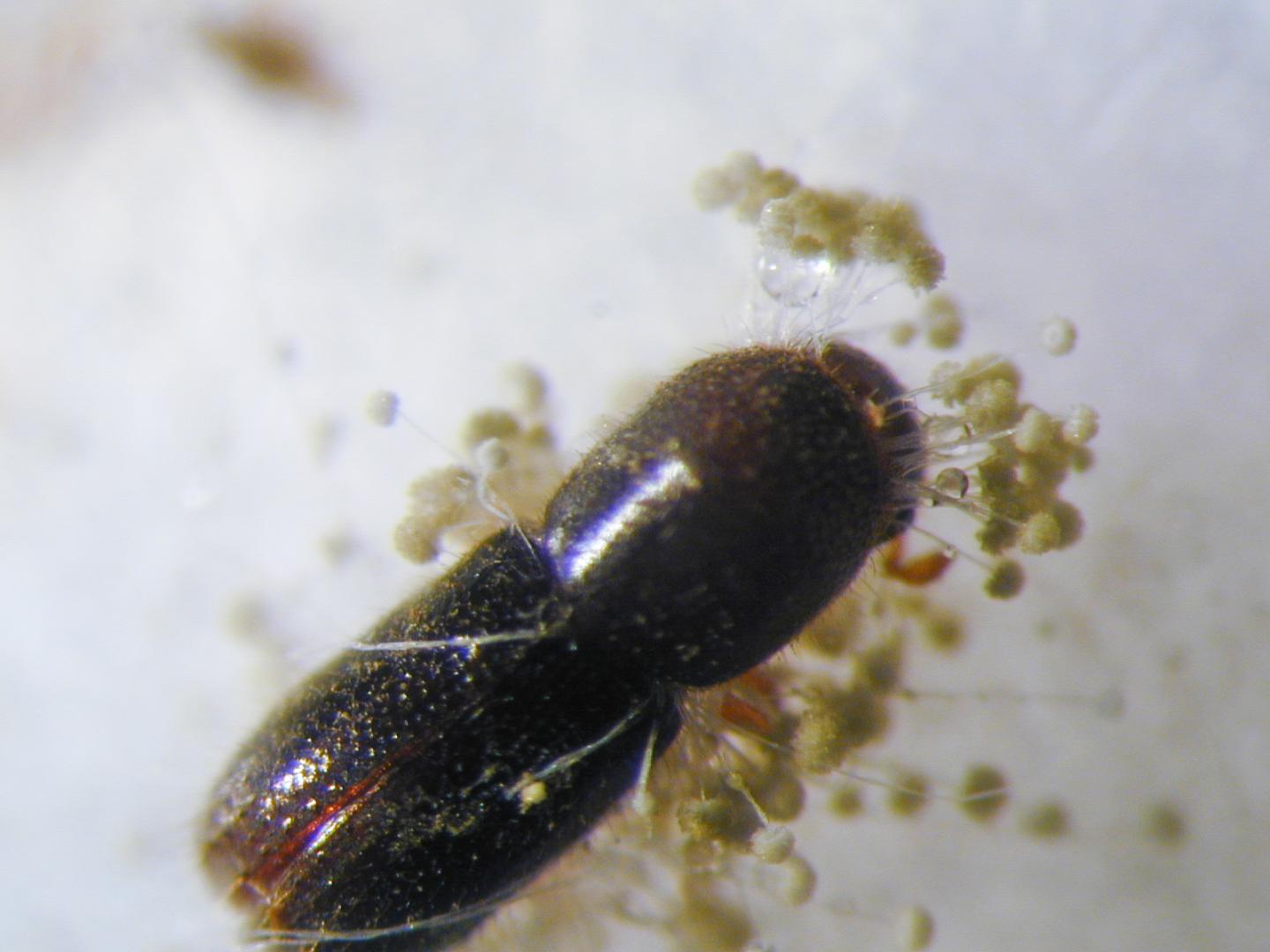 Ambrosia Beetle [IMAGE] EurekAlert! Science News Releases