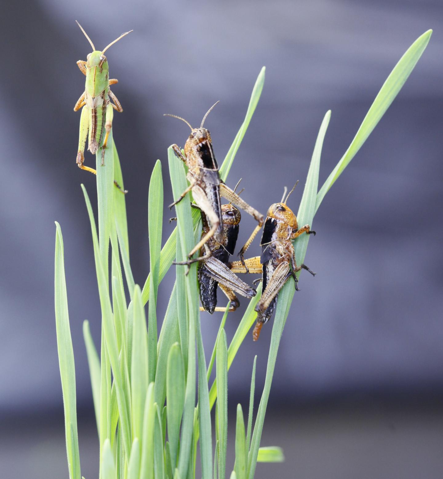 How locusts switch colors in different settin EurekAlert!