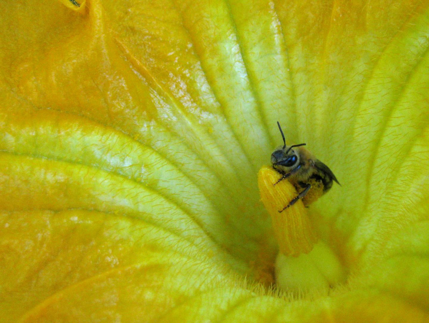 How squash agriculture spread bees in preCol EurekAlert!