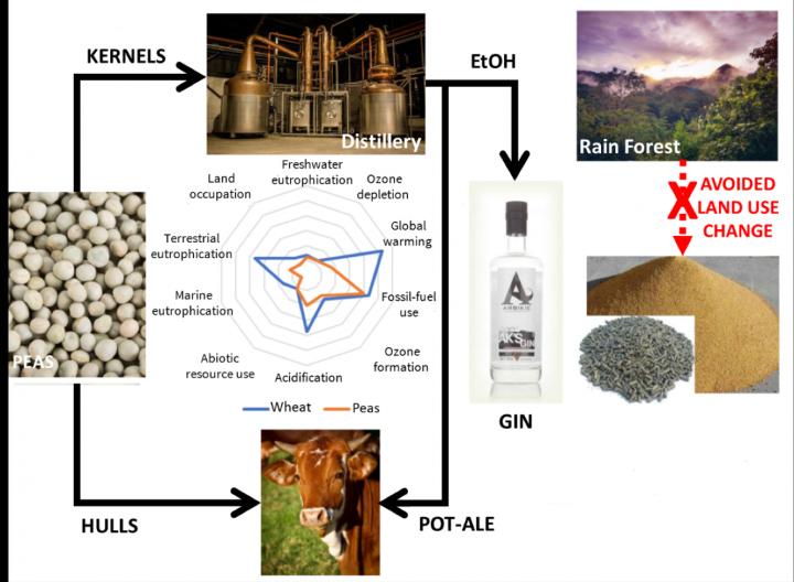 The Process of Creating Gin fr [IMAGE] EurekAlert! Science News Releases