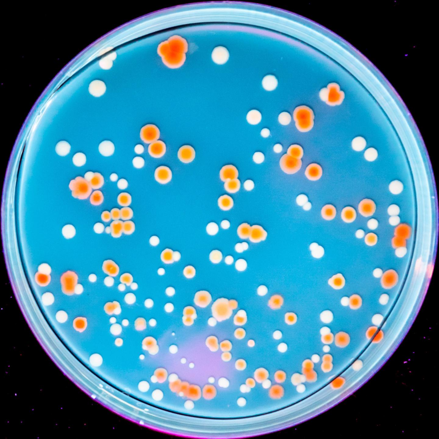 Bacterial Colonies [IMAGE] EurekAlert! Science News Releases