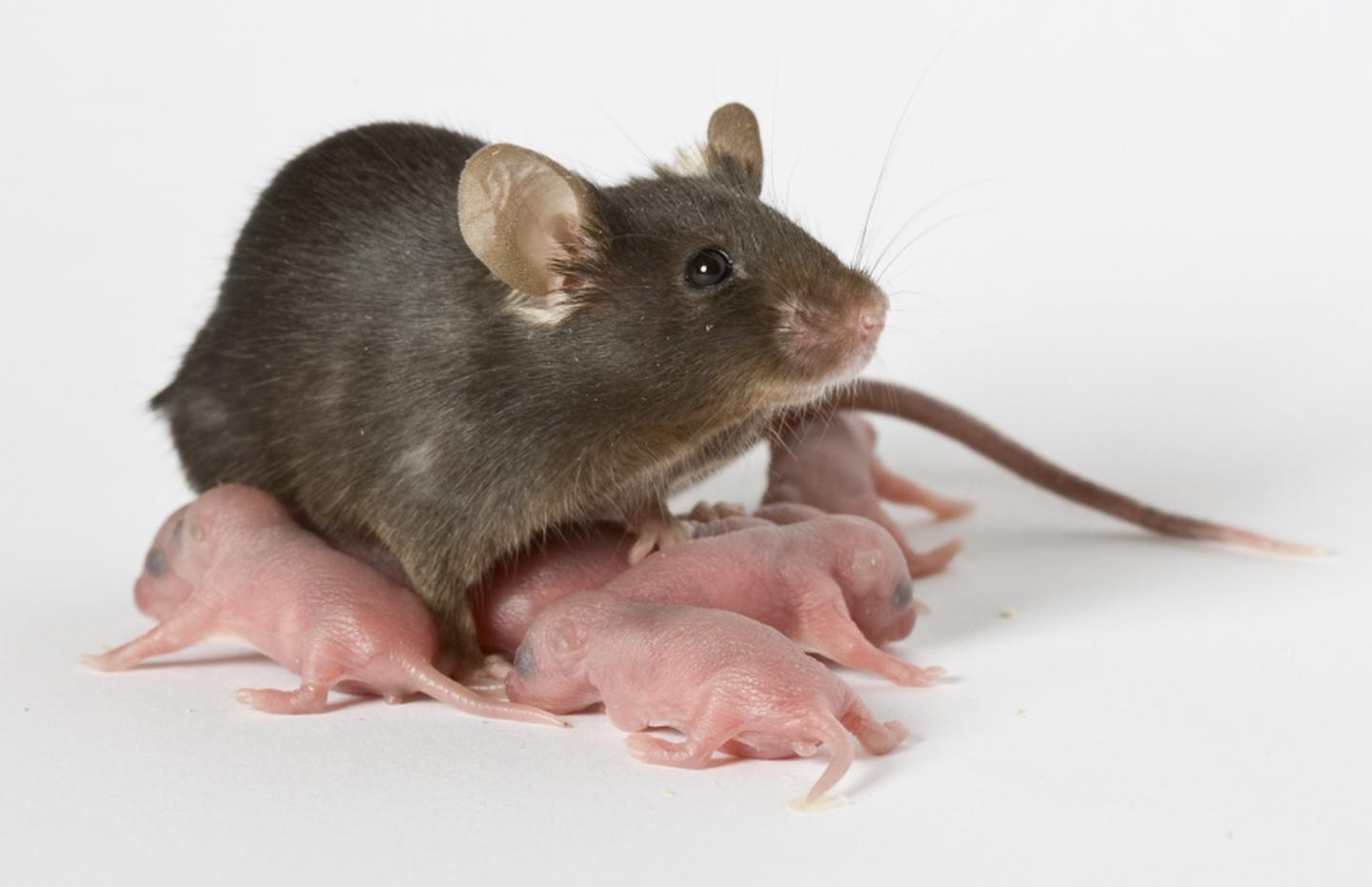 Of mice and babies New mouse model links tra EurekAlert!