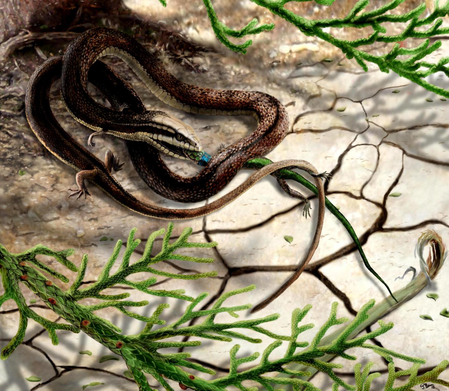 Fourlegged Fossil Suggests Snakes Evolved Fr EurekAlert!