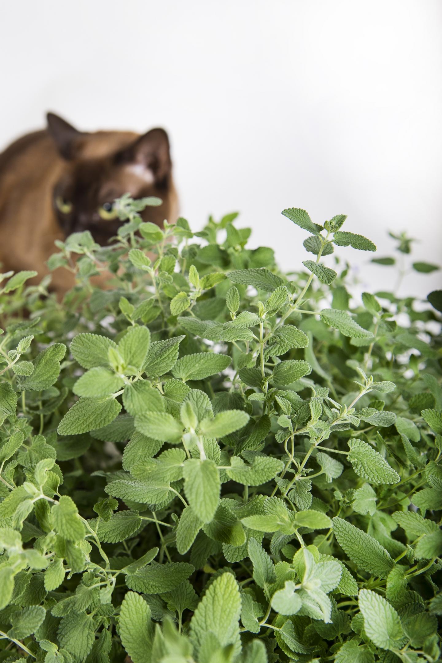 How catnip makes the chemical that causes cat EurekAlert!