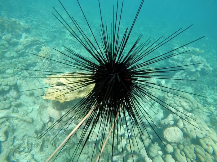 Scientists discover cause of sea urchin dieo EurekAlert!