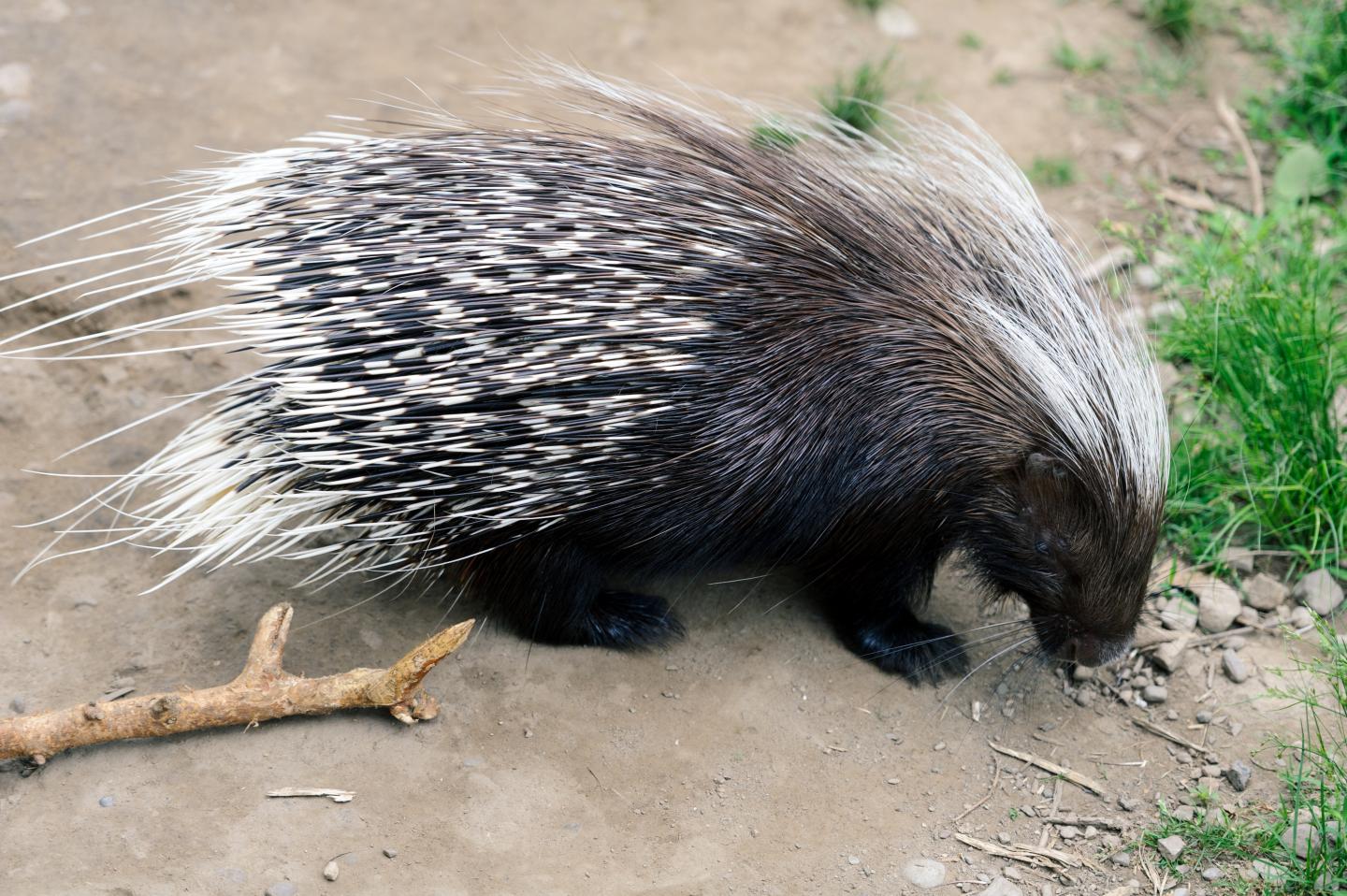 Porcupine [IMAGE] EurekAlert! Science News Releases