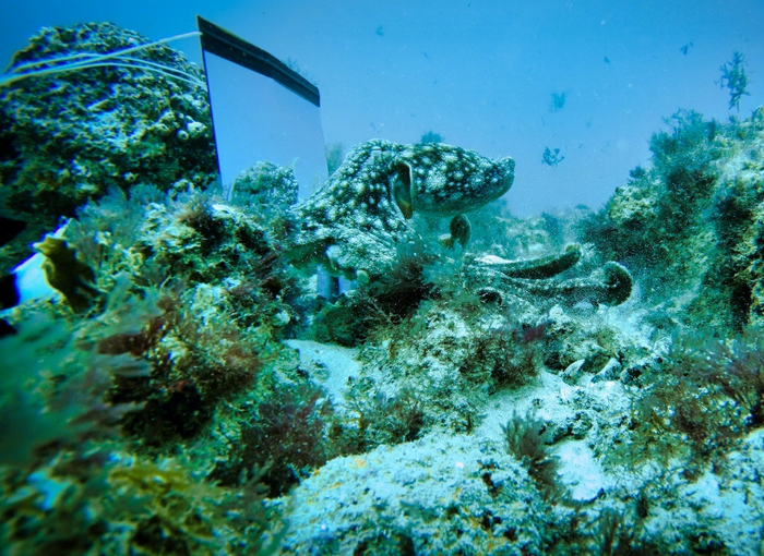 Mirror test with an octopus [IMAGE] EurekAlert! Science News Releases