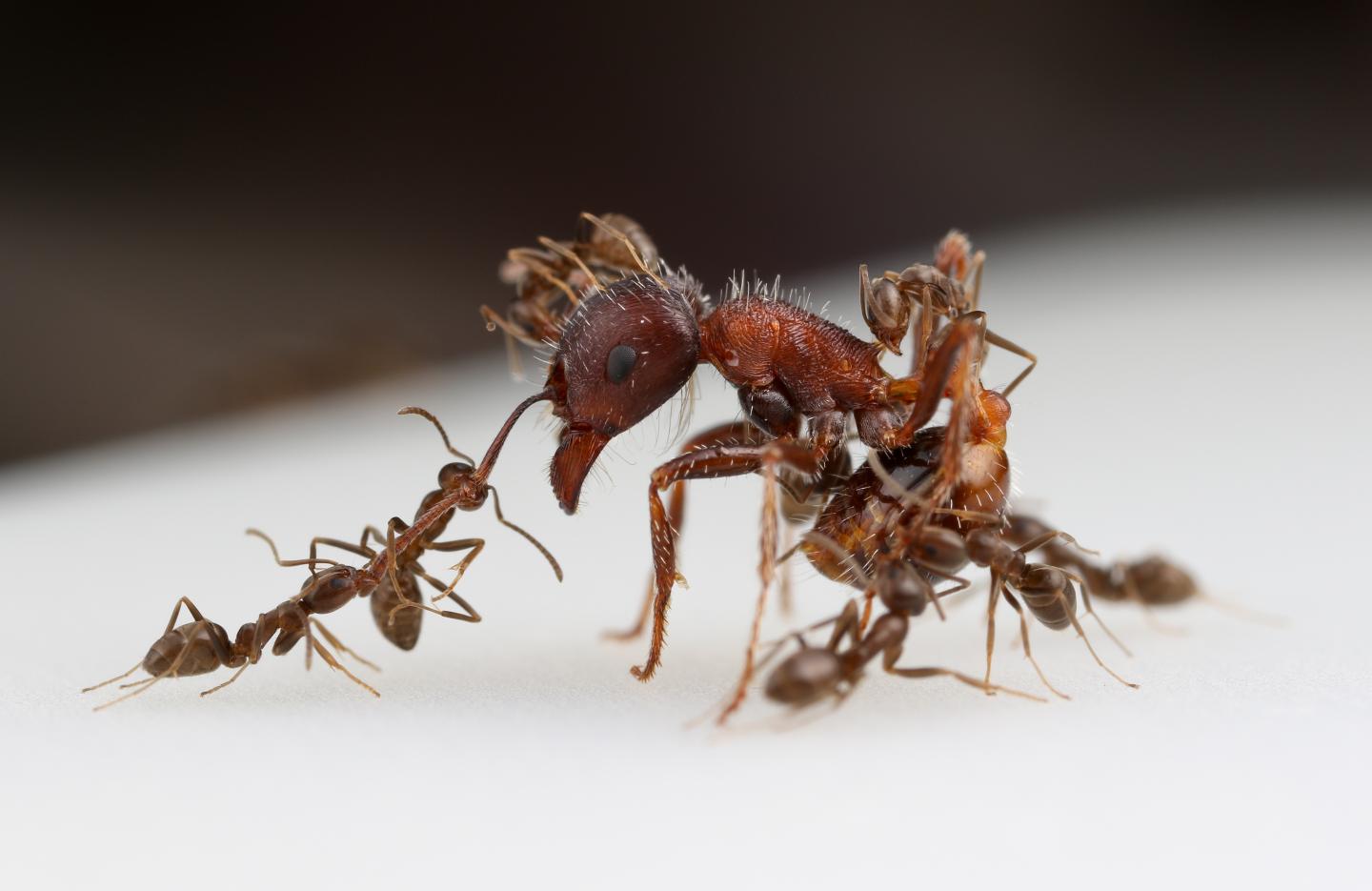 Ant Fight [IMAGE] EurekAlert! Science News Releases