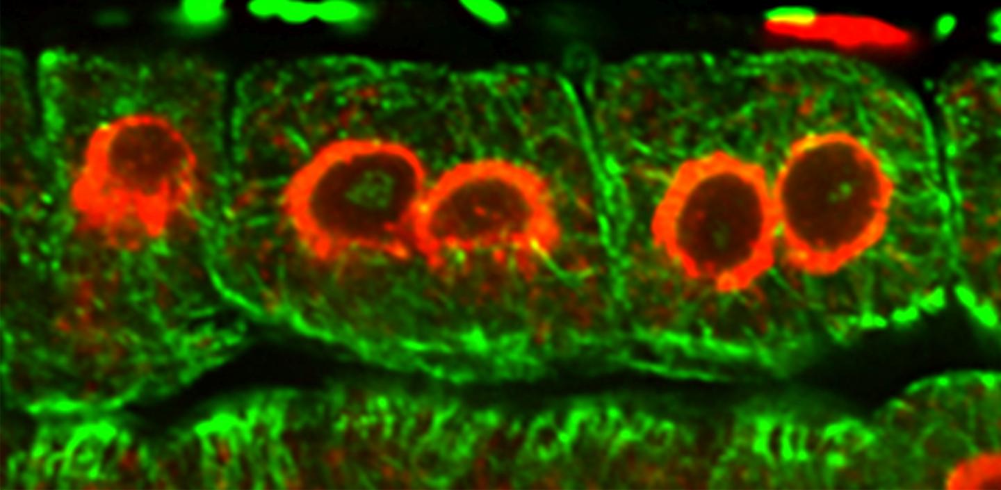 Plant Cells with More than One [IMAGE] EurekAlert! Science News Releases