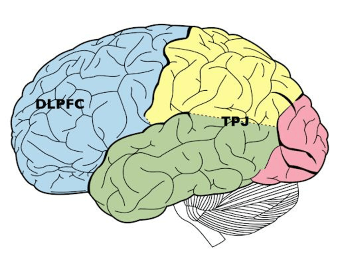 Dorsolateral prefrontal cortex [IMAGE] EurekAlert! Science News Releases