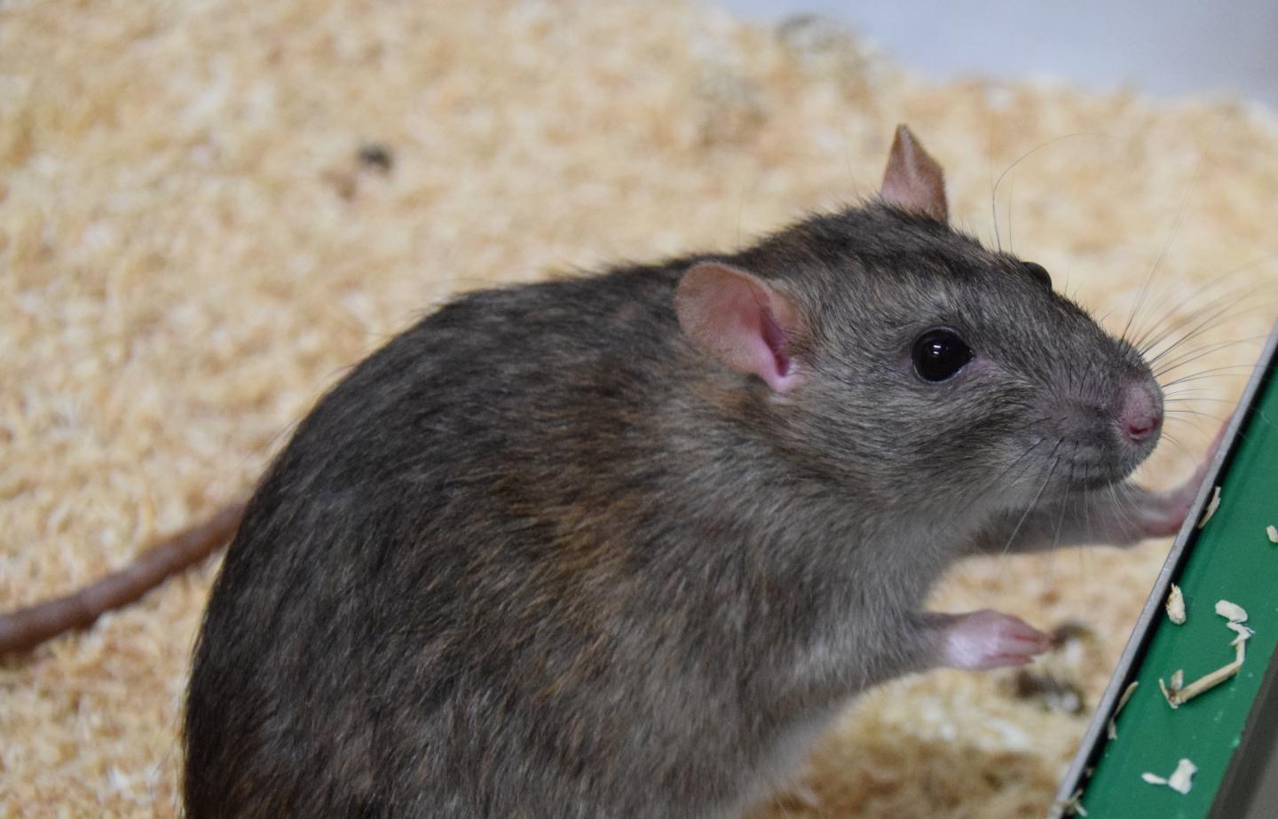 Shiny grey/brown rat with clea [IMAGE] EurekAlert! Science News Releases