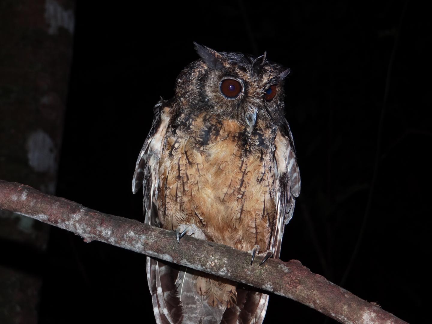Two new species of alreadyendangered screech owls discovered in Amazon