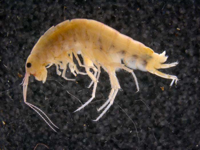 Tree dwelling shrimp [IMAGE] EurekAlert! Science News Releases