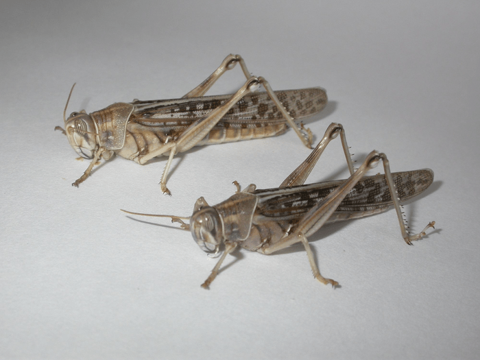 Why do locusts form destructive swarms? EurekAlert!