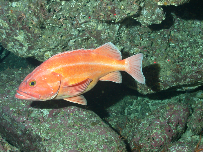 Pacific rockfish and the tradeoffs of a long EurekAlert!