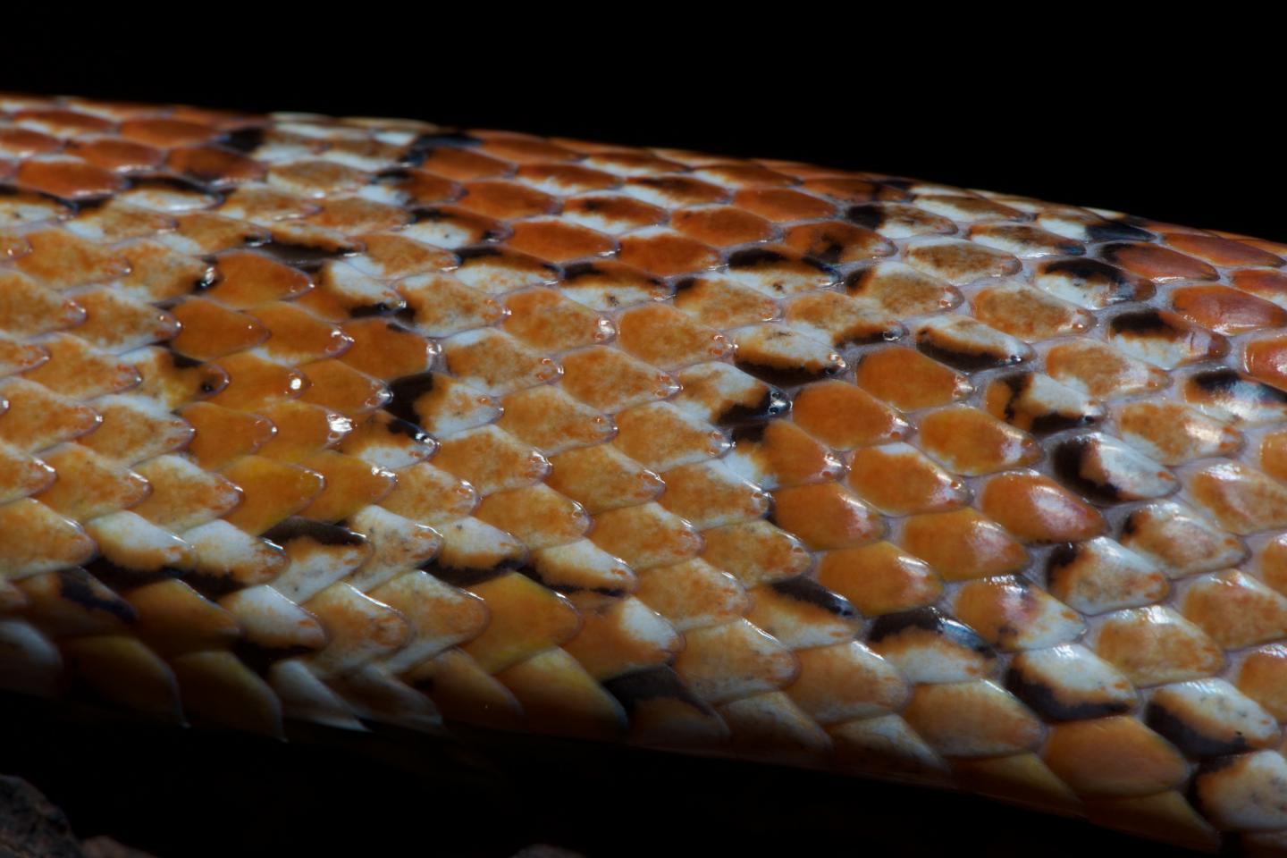 Reptile Scales, Bird Feathers, [IMAGE] EurekAlert! Science News Releases
