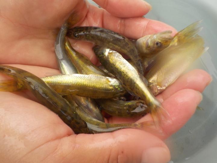 baby walleye [IMAGE] EurekAlert! Science News Releases