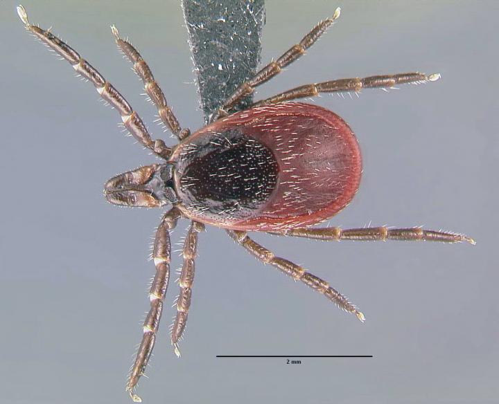 Ticks that transmit Lyme disease reported in EurekAlert!