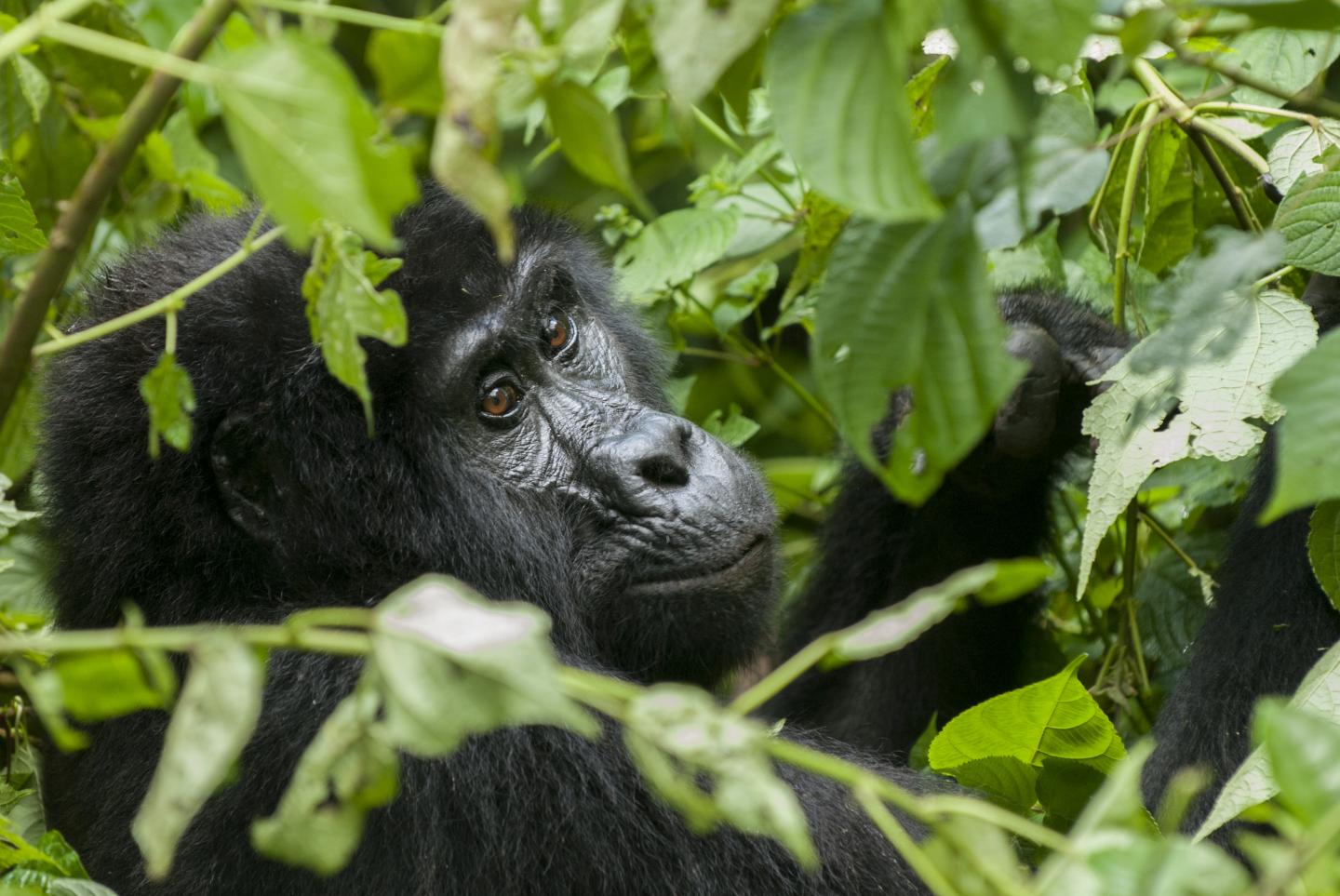 Humandriven Extinction of World's Primates I EurekAlert!