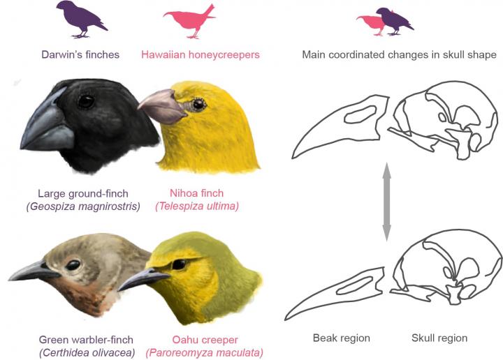 How the development of skulls and beaks made EurekAlert!