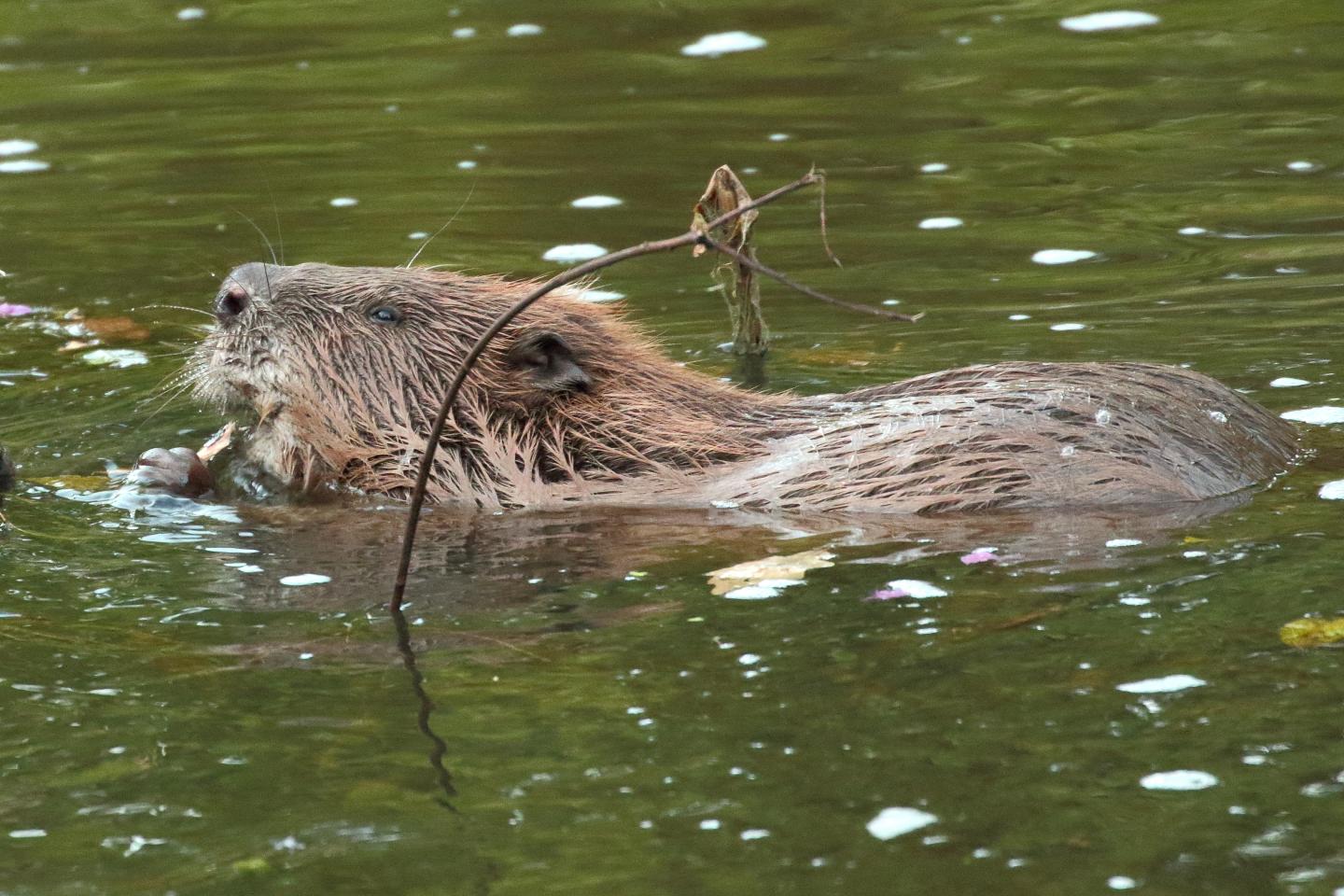 Beavers do dam good work cleaning water, rese EurekAlert!