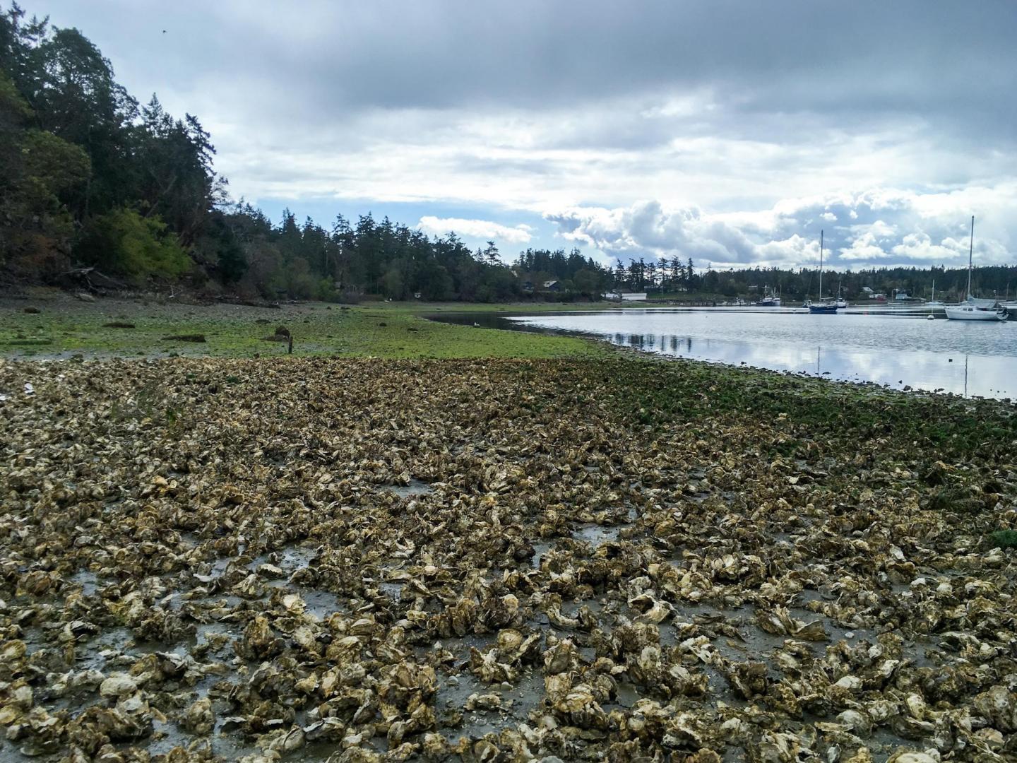 Oyster Beds [IMAGE] EurekAlert! Science News Releases