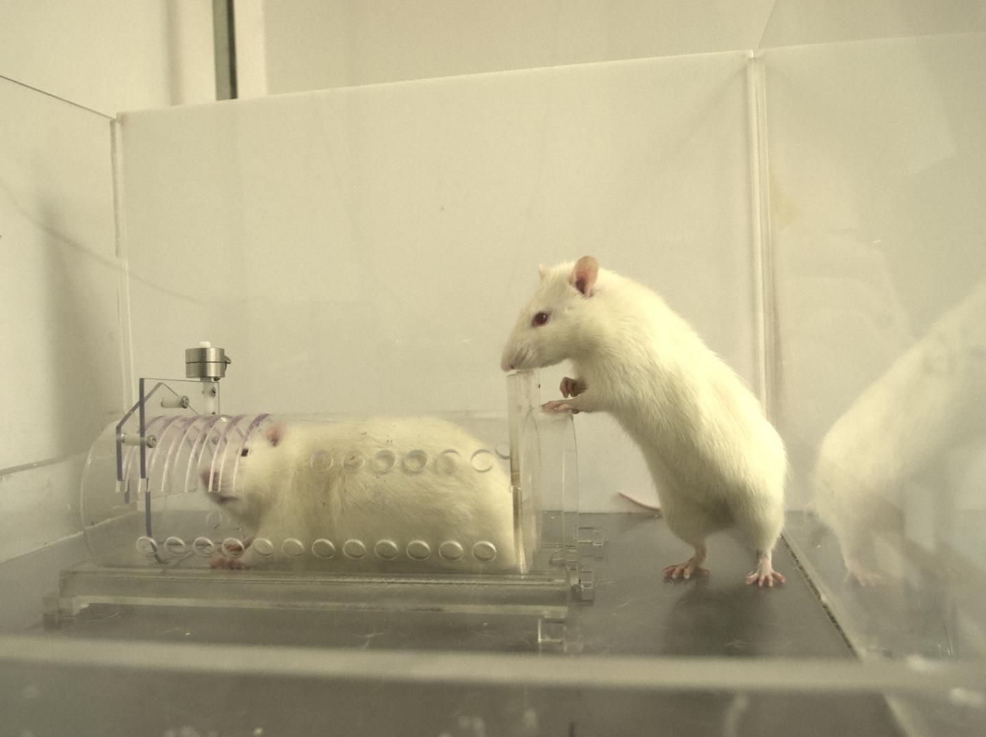 Empathy may drive rats and other mammals to h EurekAlert!