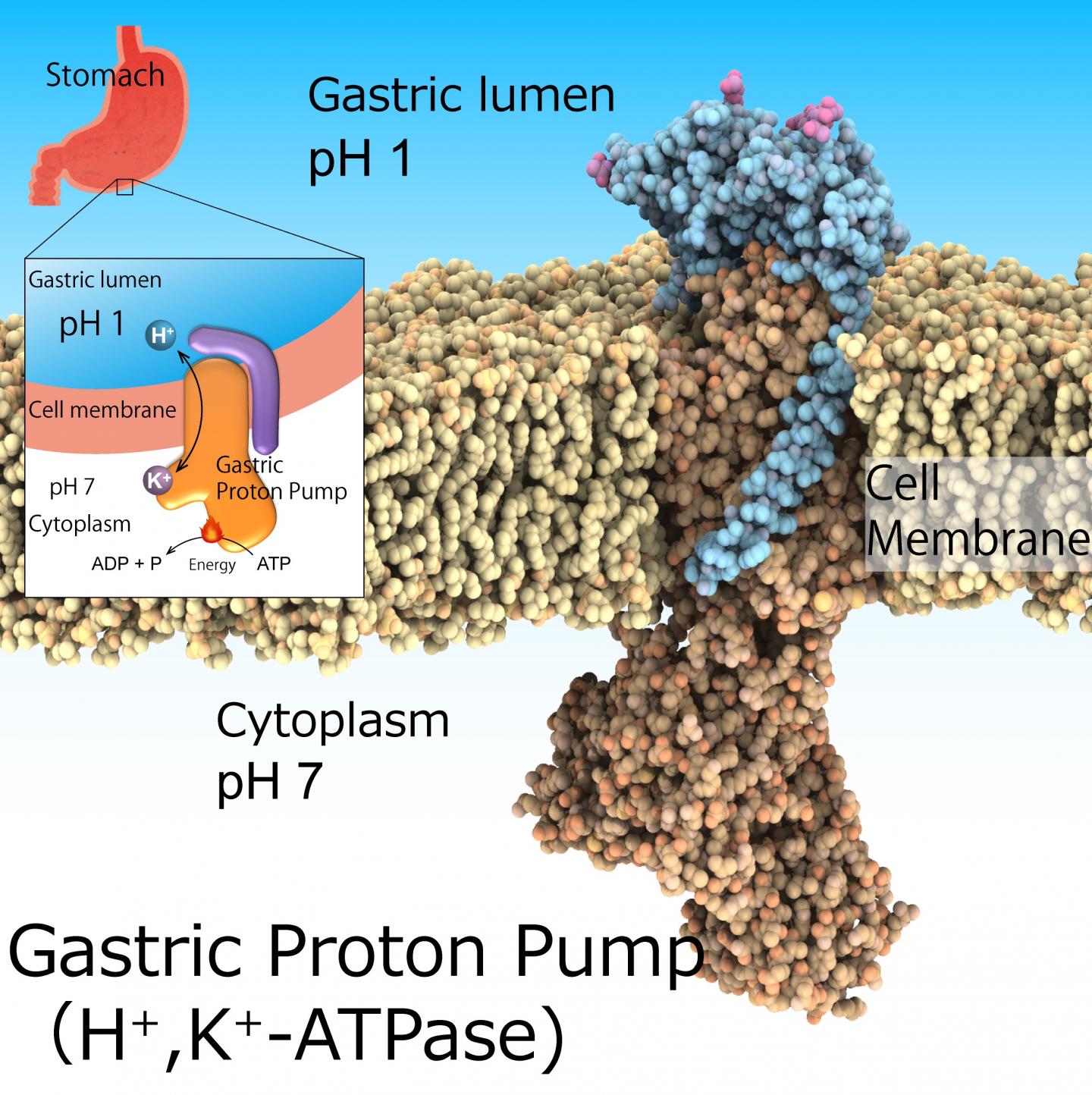 Gastric Proton Pump, H+,K+ATP [IMAGE] EurekAlert! Science News Releases