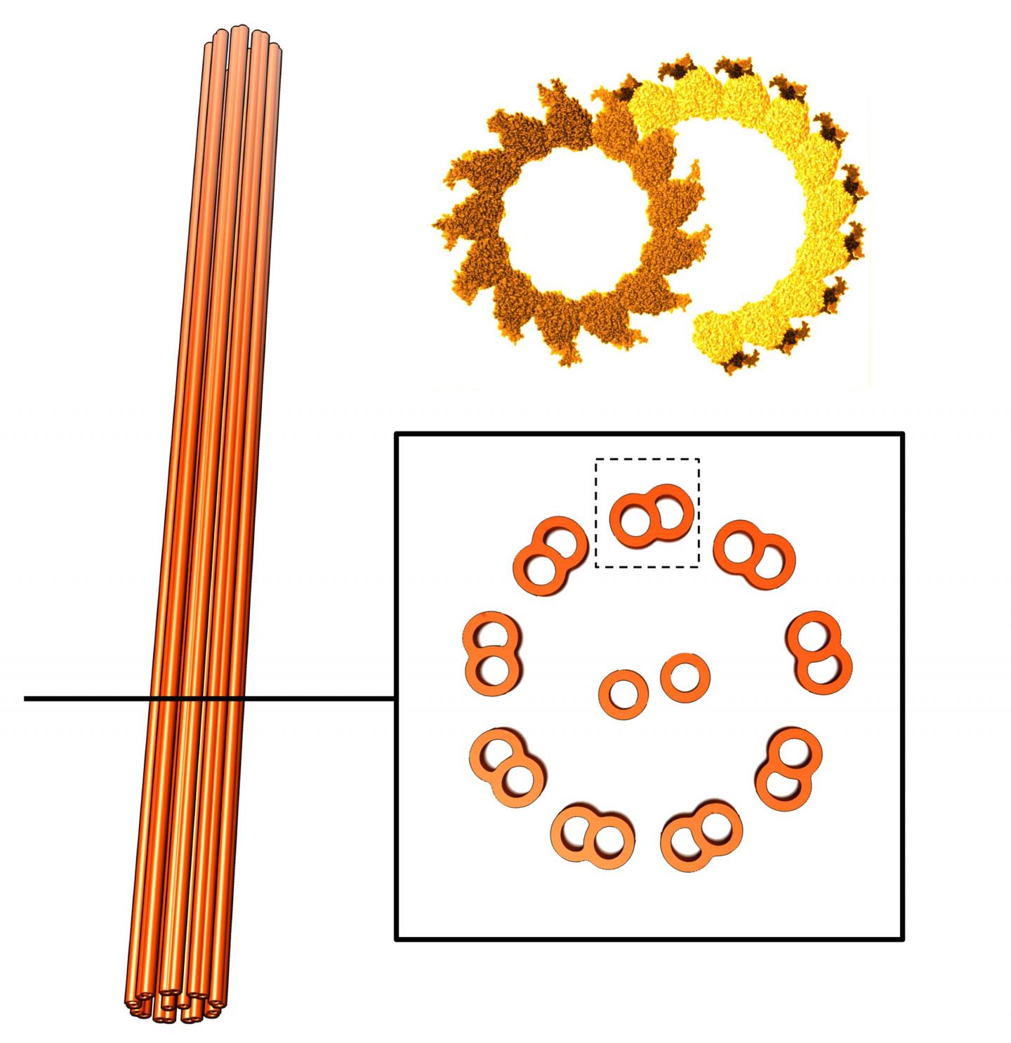 Model of the Human Cilium Fram [IMAGE] EurekAlert! Science News Releases