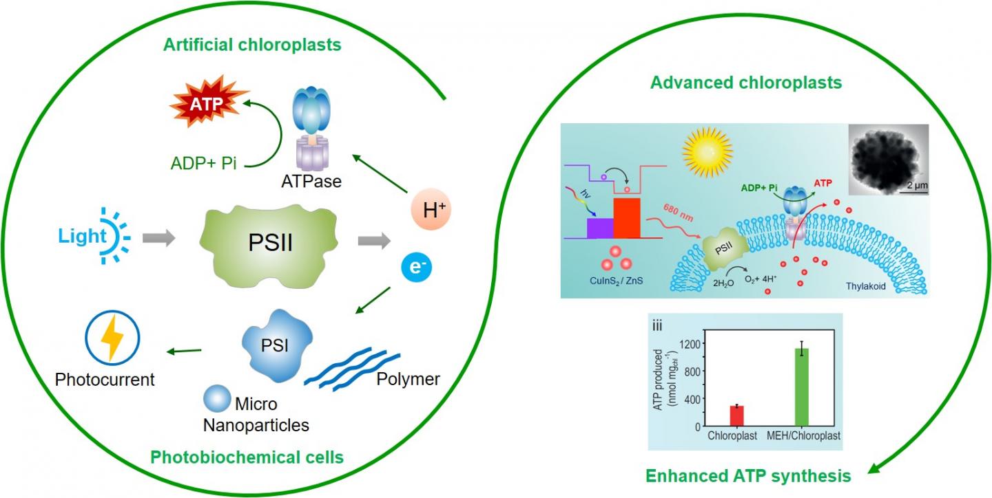 Improve photosynthesis performance via photosystem IIbased biomimetic