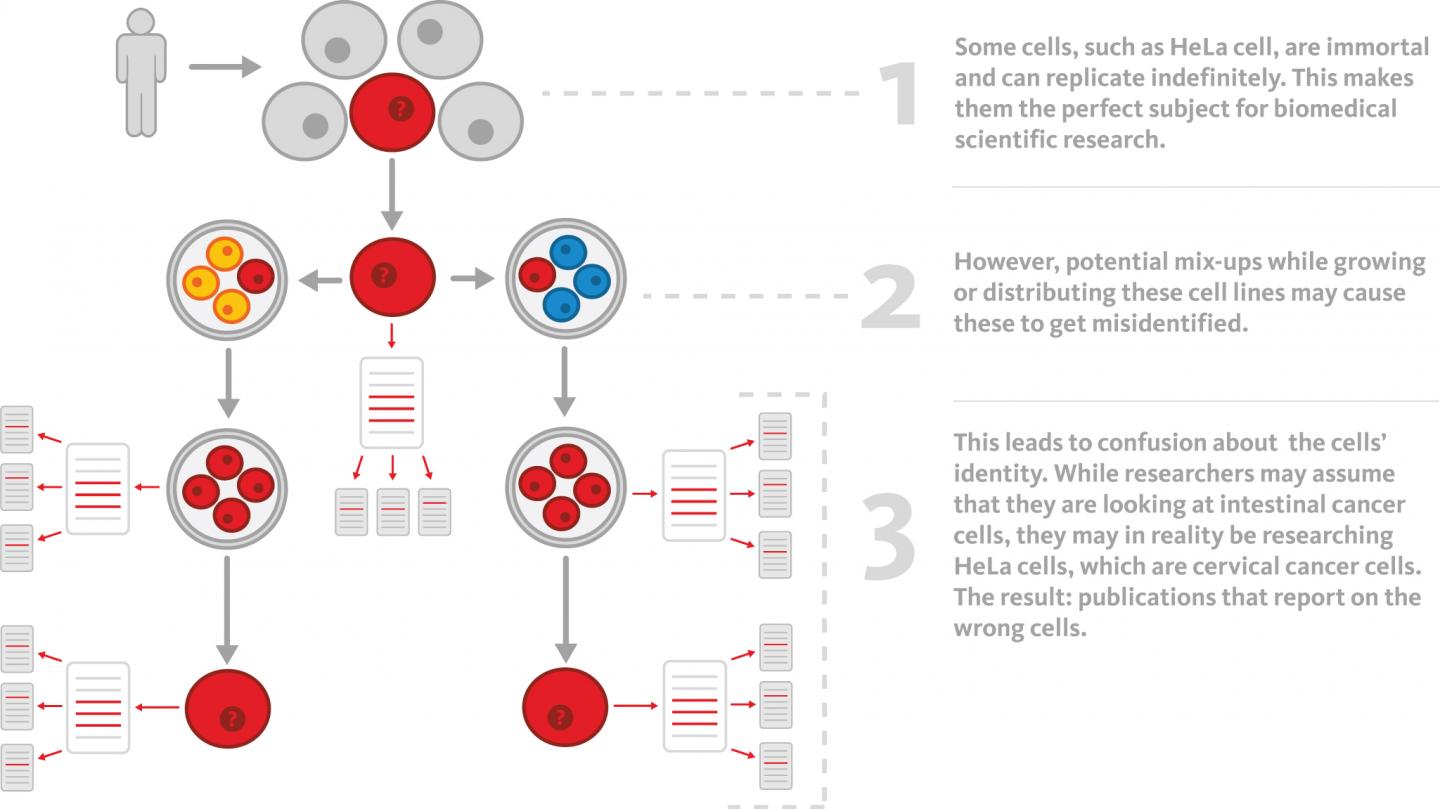 The ghosts of HeLa How cell line misidentifi EurekAlert!