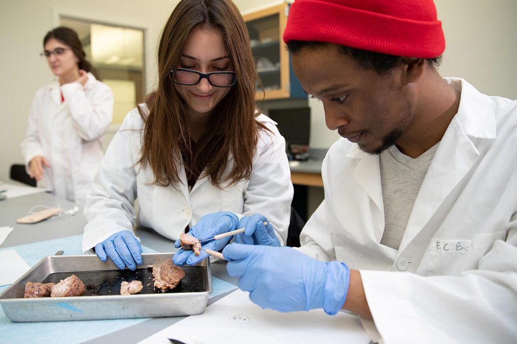 Neuroscience Earlham College