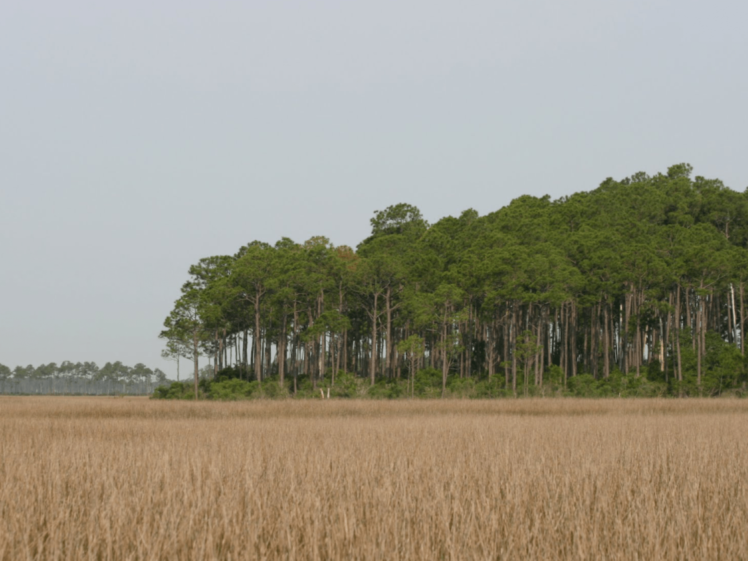 Trees, Tempests, and Time What trees can tell us about weather in the