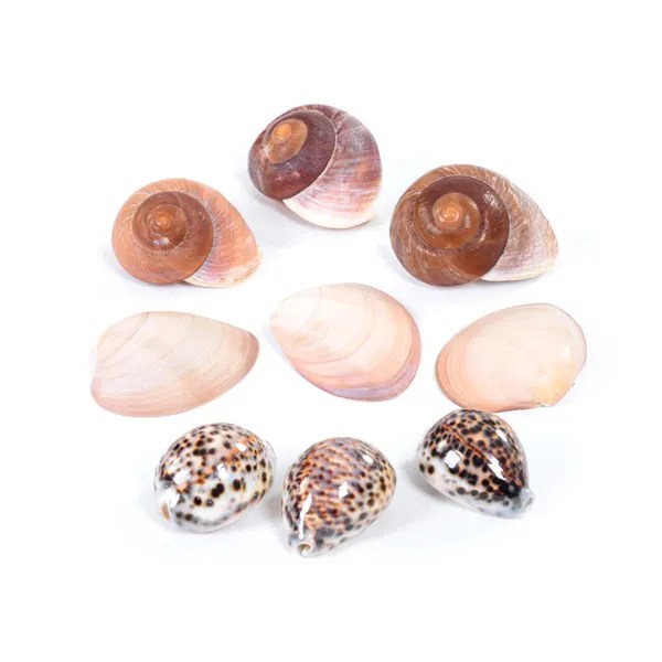 Set of Natural Shells for Resource Provisions Early Excellence