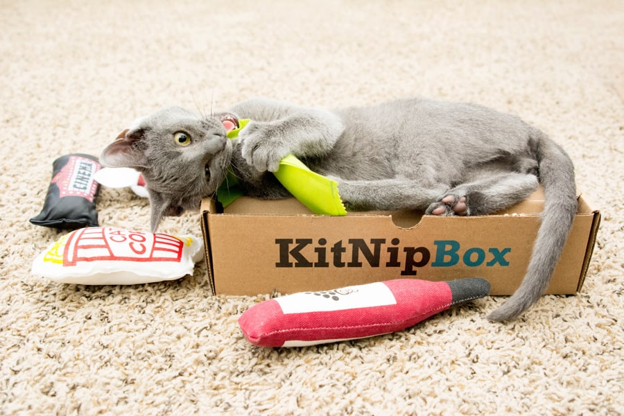 6 Best Cat Subscription Boxes Earn Spend Live