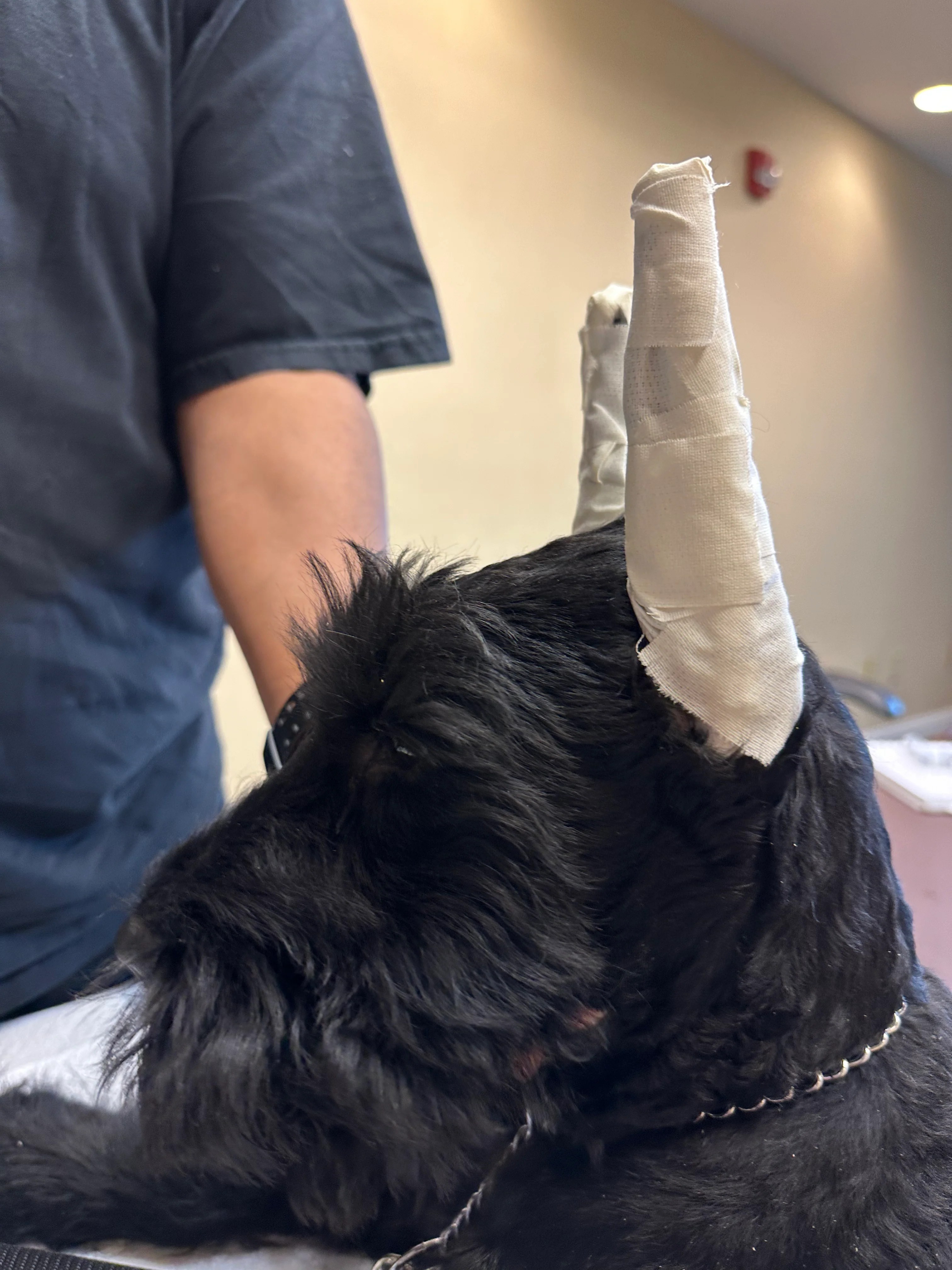 Giant Schnauzer 30 Day Ear Posting Kit EARPOSTKIT